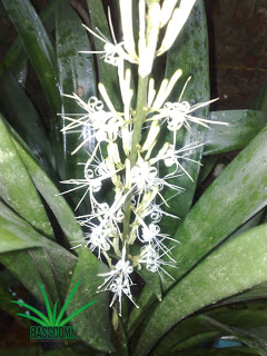 mother-in-law's tongue, devil's tongue, jinn's tongue, bow string hemp, snake plant , snake tongue